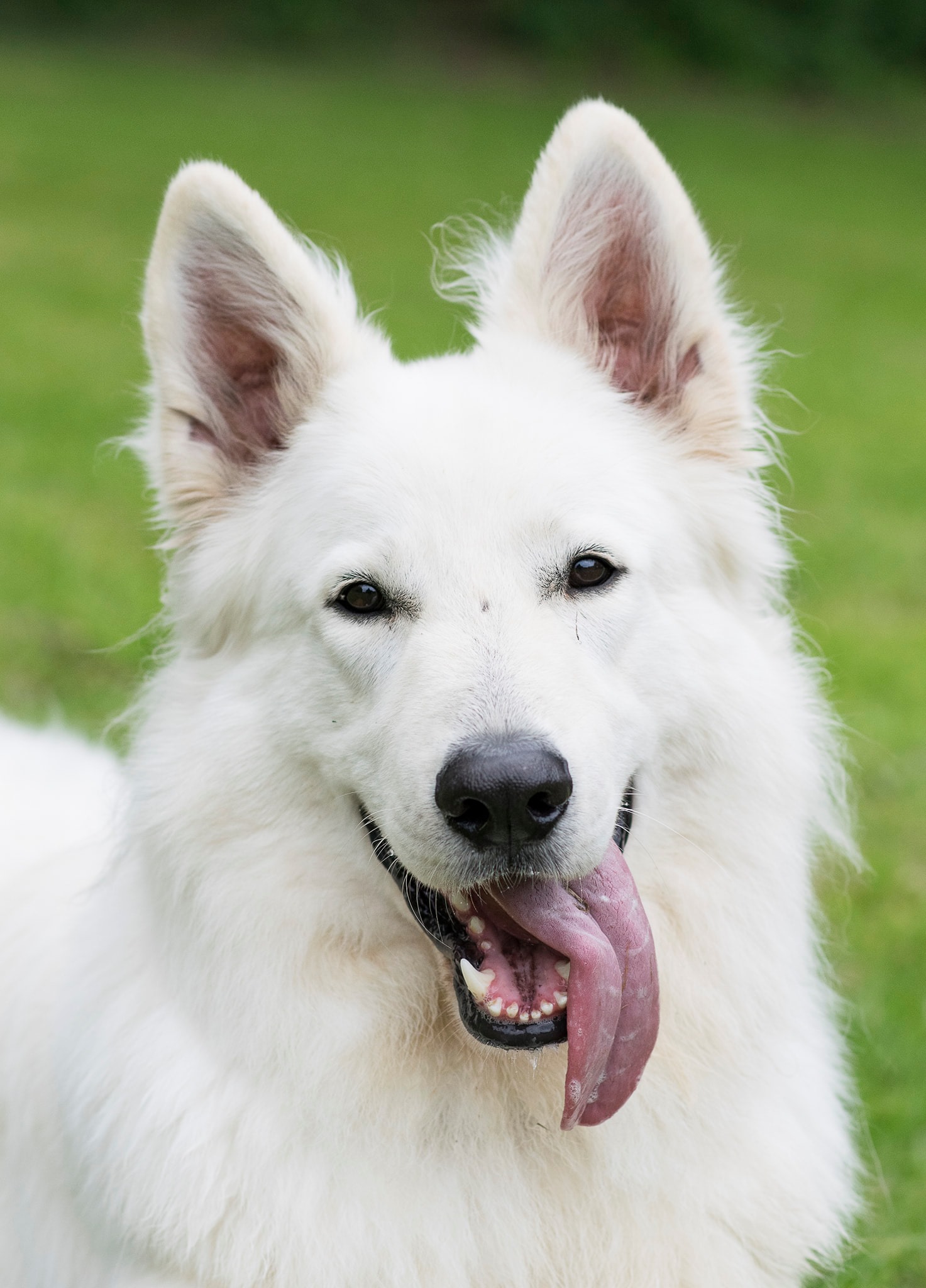 Educateur Canin Maskwa Educateur Canin Maskwa